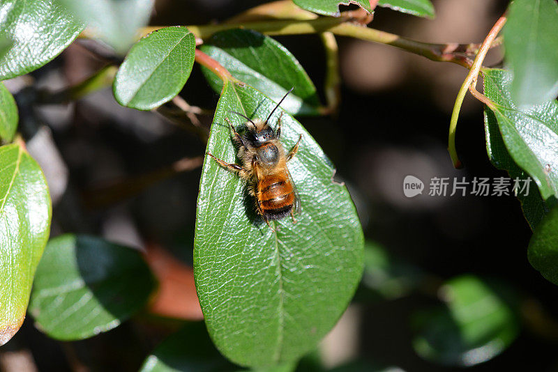 与野生独居蜜蜂Osmia bicornis。